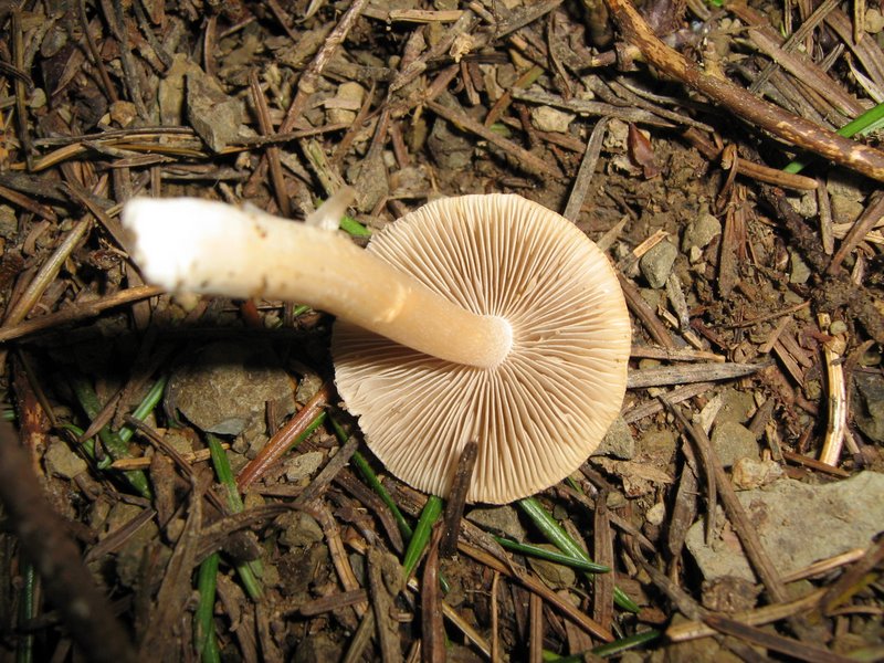 Funghi da Le Piastre